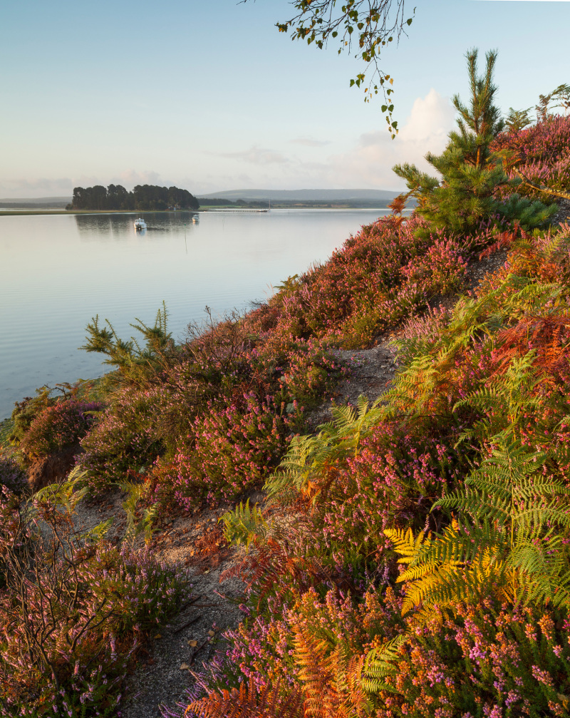 Walks & Wildlife on the Dorset Coast